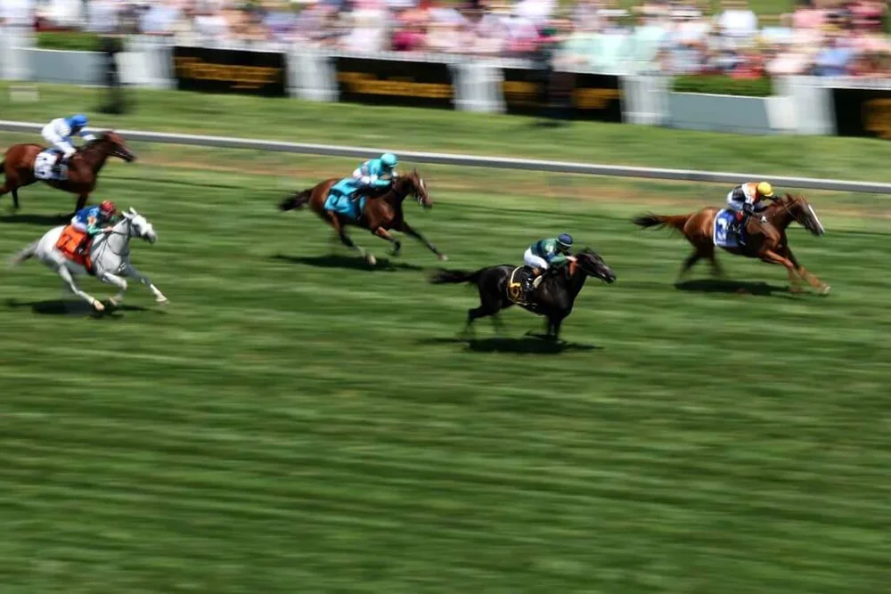 Horses head to the finish line during an undercard turf race ahead of the 150th Preakness Stakes.